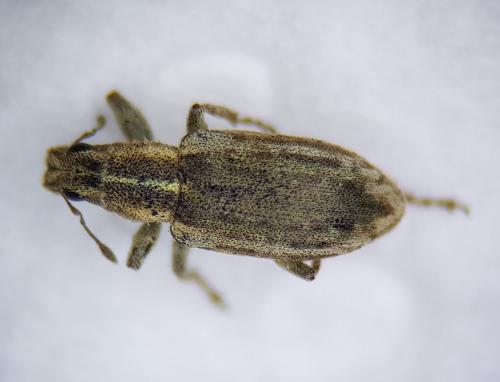 Réf. 246 163 : Sitona sp.